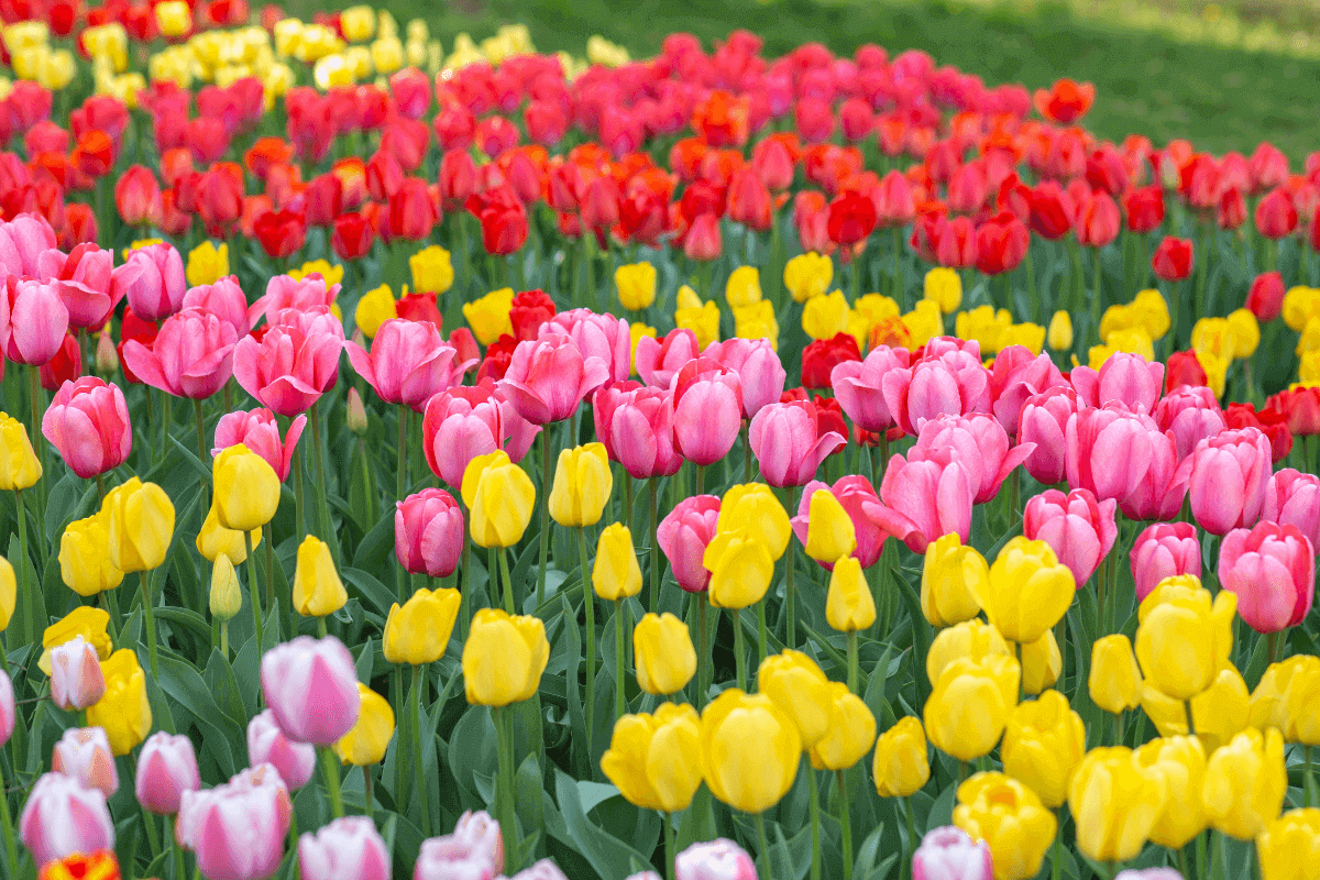  parco tulipani più bello del mondo