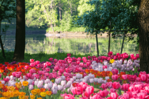parco tulipani più bello del mondo