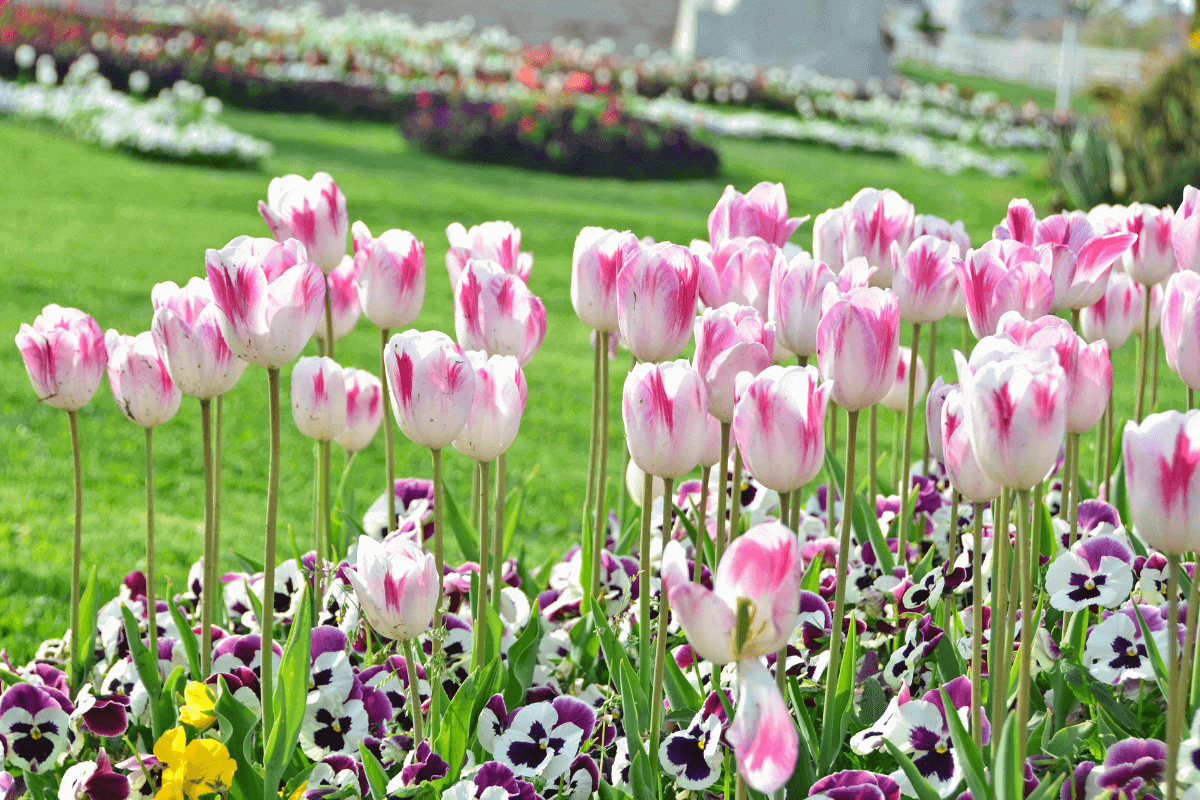  parco tulipani più bello del mondo